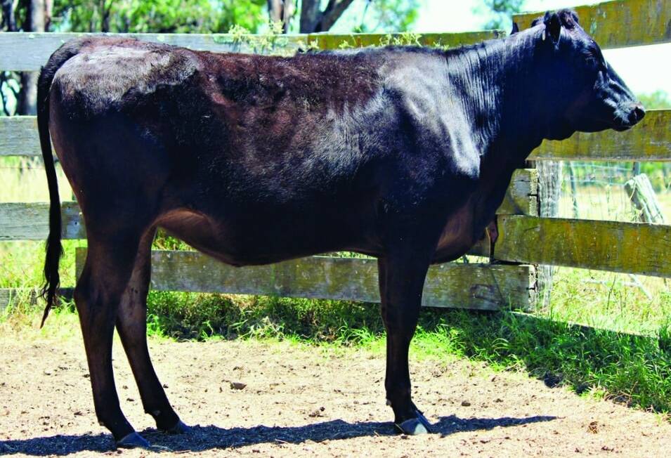 Sunnyside S0014 sold for a whopping $400,000 to Yulong Investments, Mangalore. Photo by Elite Livestock Auctions.