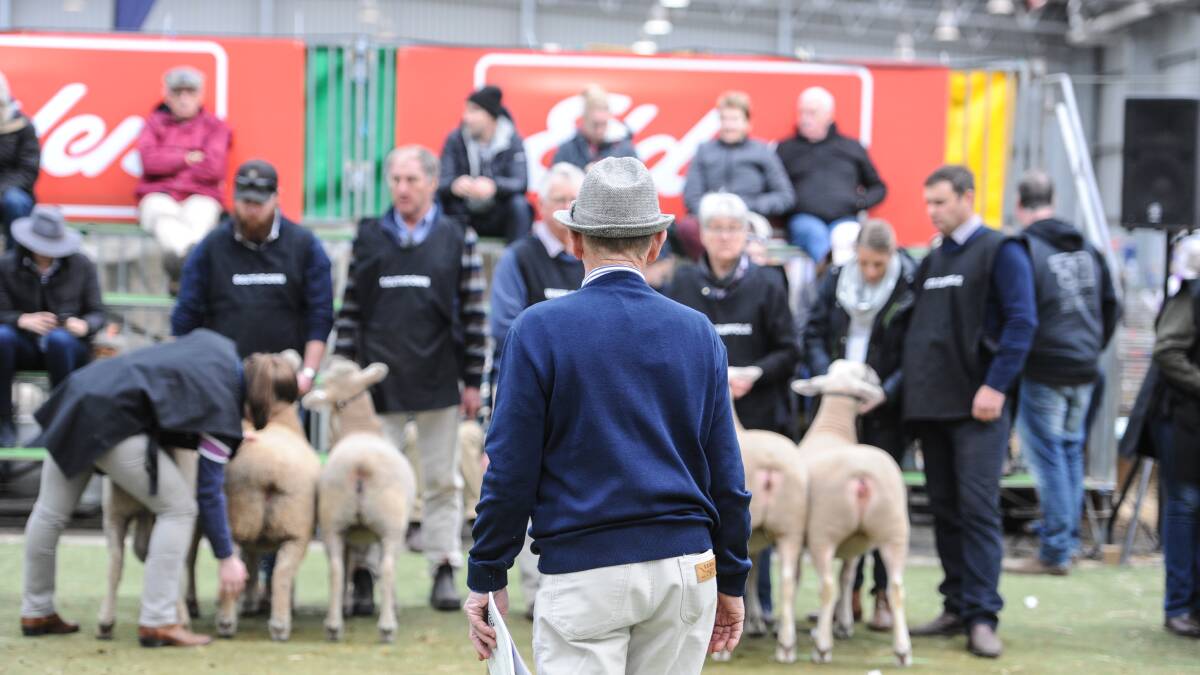 LIVE: All the action from Australian Sheep & Wool Show Day Three