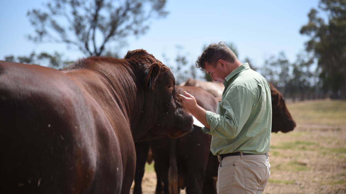UP AND COMERS: Stock & Land Beef Week is the perfect opportunity for agents to look over the best stock.