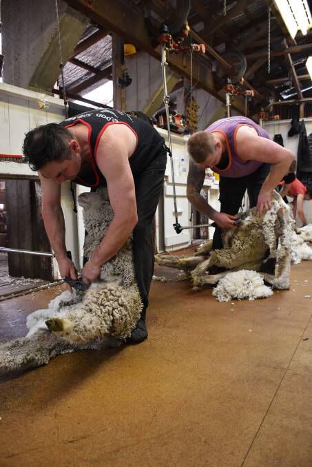 There are concerns about whether New Zealand shearers will be able to come back to Australia ahead of the busy spring shearing period.