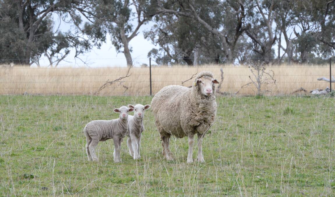 Recent research has found implanting melatonin behind a pregnant ewe's ear can help boost twin lamb survival rates.