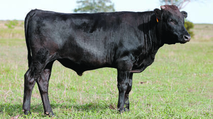 Sahara Park Yasufuku R153 sold for $240,000. Photo by Elite Livestock Auctions.