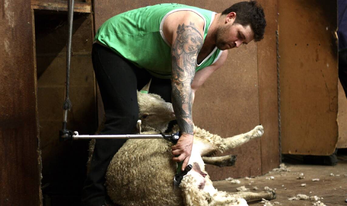 Are sheep getting too big for shearers? Pictured is Luke Savage, Savage Shearing, Mansfield, Vic.