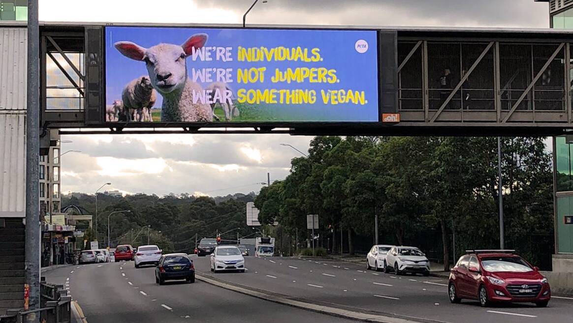PETA has launched a billboard campaign attacking the wool industry.