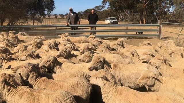 Sascha Squiers, with daughter Zarah, Quairading, WA, sold 600 Merino ewes to NSW for the first time ever.