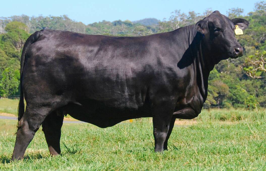 LEADING FEMALES: Pictured is Telpara Hills Miss Csonka 541D9, who was the first Australian Brangus cow to sell embryos to the US. 