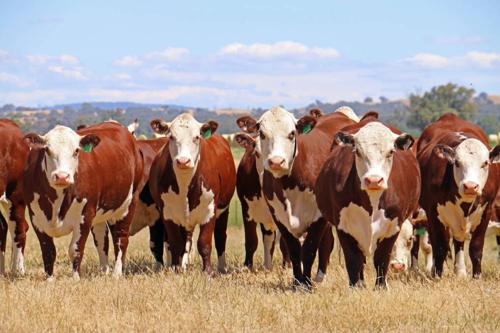 Hereford cattle are renowned for their temperament, ease of care and fertility. Picture by Herefords Australia