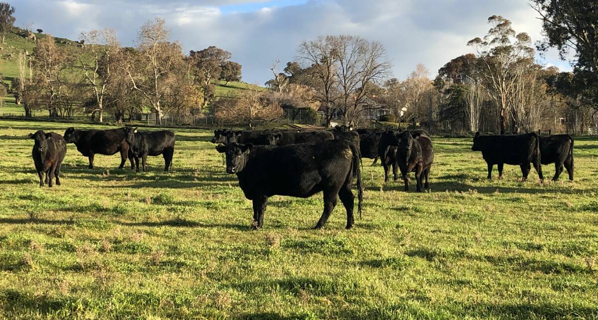 DIVERSIFICATION: Large-scale pasture seed paddocks provide valuable feed to help boost the growth and fertility of Angus heifers at Tooma Station in southern NSW. 