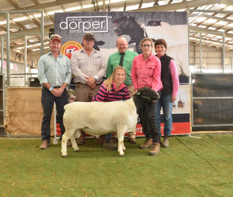 SALE TOPPER: Dell Dorper Legacy 190321 sold for a world record price of $50,000 at the 2020 Dorper Sheep National Show and Sale.