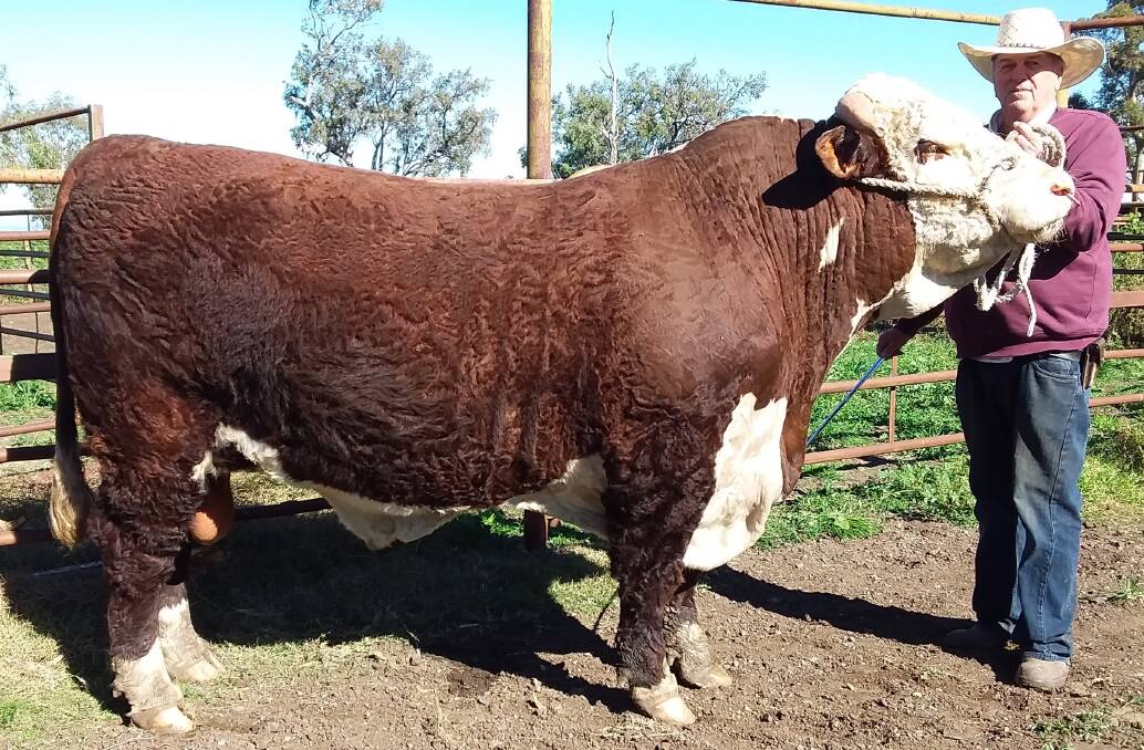 Bruce Gunning, Emu Holes Hereford stud, Quirindi, has had a long involvement with the Glen Innes Whiteface Sale, both as a vendor and buyer. This year the Gunning family will offer three bulls at the 75th annual sale.