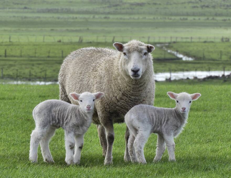 Vaccinating maiden ewes with Coopers Ovilis Campyvax can increase lambing percentages by five to seven per cent and prevent a one in 10 year "abortion storm" , according to Dr Whale. Photo: Tracey Kruger