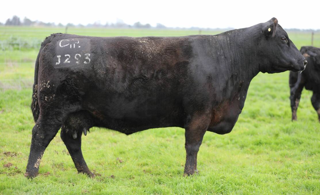 Lot 3 is Raff Lady Durham J293, a Raff Empire E269 daughter and past donor. She sells pregnancy-tested-in-calf with a big spring born bull calf at foot.