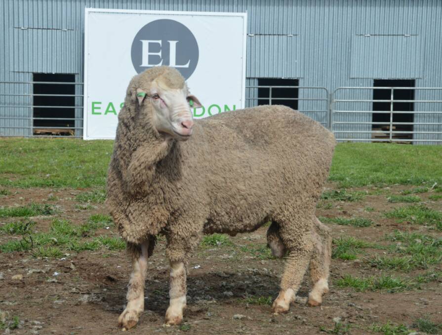 SRS TRAITS: For the first time, this year's East Loddon sale rams will have a breech wrinkle score available. 