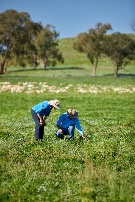 MLA's new grazing land management hub brings together a range of tools, resources, events and training programs to help producers improve their feedbase management. Picture supplied