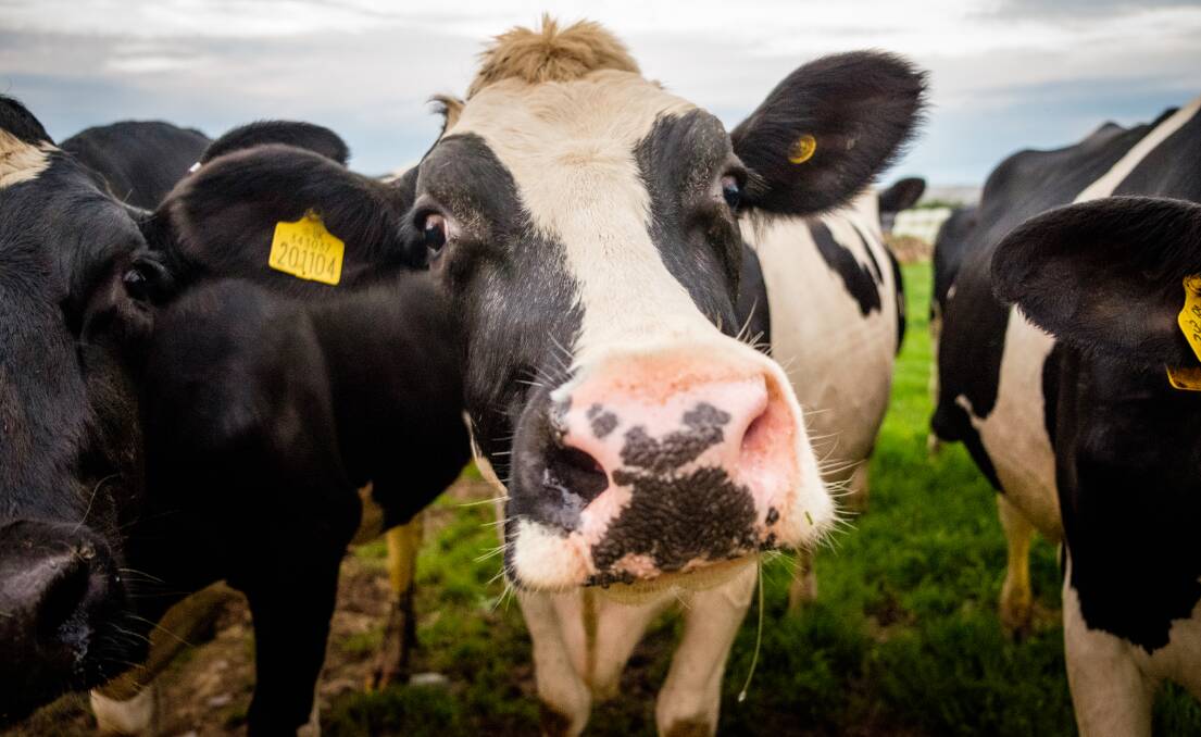 NOT BLACK AND WHITE: A2M shares have been volatile of late, but are showing promise. Christopher will wait to see more details in August before investing in the dairy company, but he does expect a positive outcome in the medium term. Photo: Shutterstock.