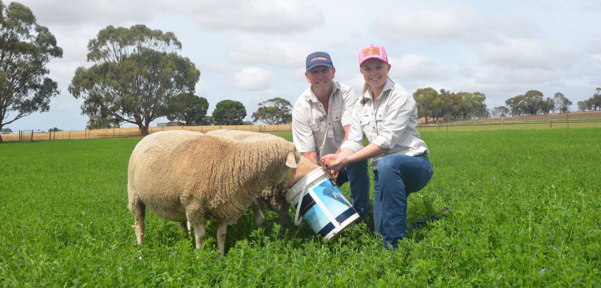 Strathalbyn lamb producers Andrew Smith and his daughter Prue, with flock leaders, Dolly and Miranda. Picture by Vanessa Binks 