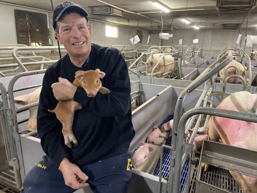 Riverton pork producer Matthew Greenslade believes increased on-farm efficiencies has helped boost production. Picture by Vanessa Binks. 
