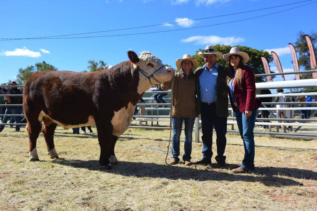 The $19,000 top price bull sold by Days Whiteface stud's Hettie Day and buyers Ben and Nicole Hayes, Undoolya Station, Via Alice Springs. 