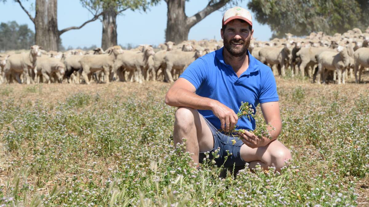 Jarrod Andrews, “Carnbrae”, Tocumwal, and his parents Jeff and Jenny, run 4000 Dohne ewes joined to both Poll Dorset and Dohne ram's.  

