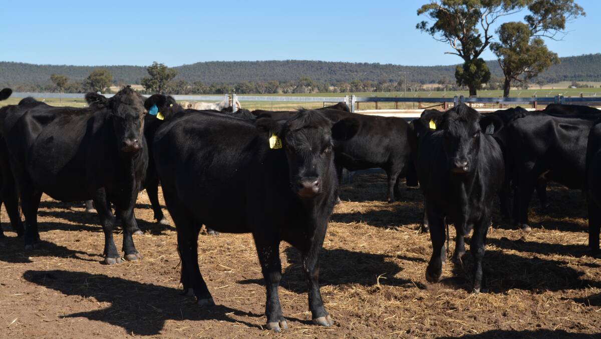 Younger bulls a benefit to heifers