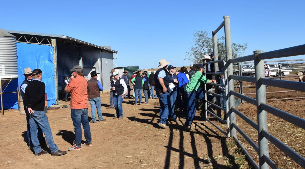 A large crowd was present at Rayleigh for their tenth annual sale, with bidding from New South Wales, Queensland and South Australia 