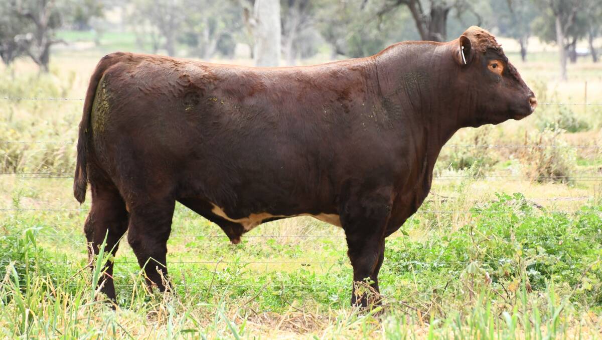 Top price bull Bungulla Perone P98 sold for $10000 to Bill Wilmott, Wilmott Pastoral, Blackville 