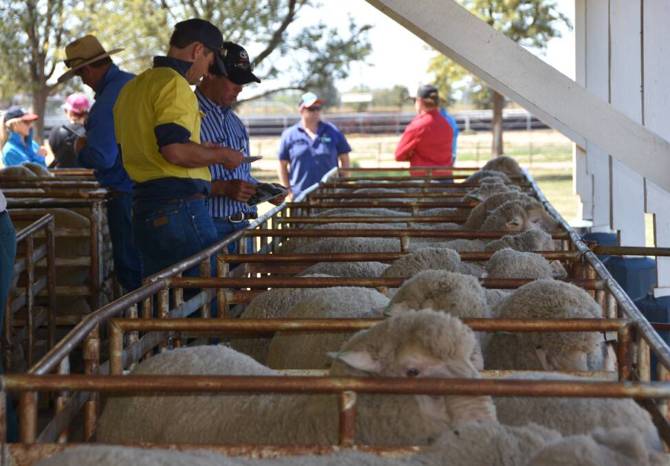 Buyers inspect the Calga Dohne rams on offer 