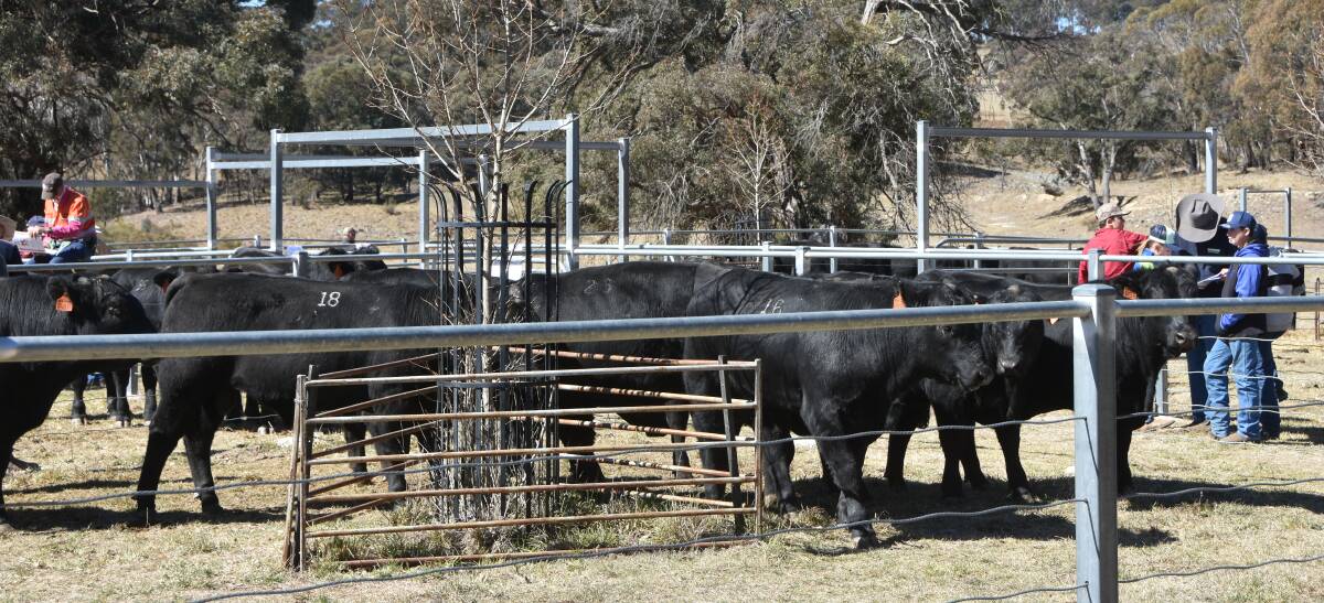 Buyers inspect the Kilburnie bulls on offer 