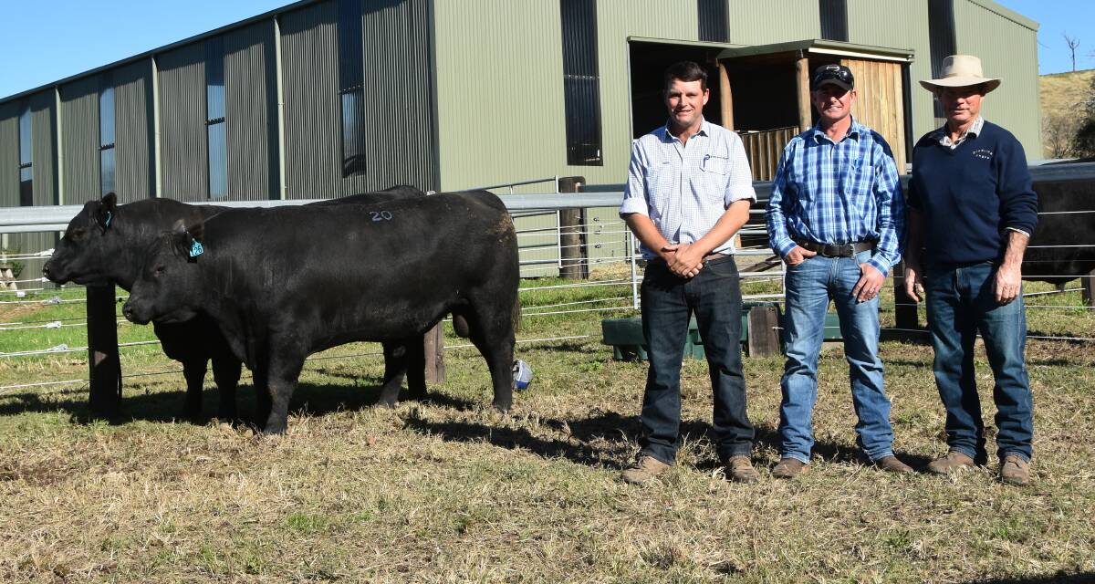  Two bulls purchased by the bulk buyer of the sale, Victoria Park Investments, with agent Rodney McDonald, Bowe & Lidbury, purchaser Mr Troy Wilton, Durness, Tea Gardens and vendor Jim Tickle. 