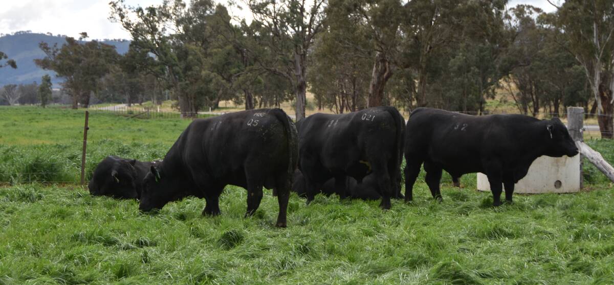 Sale bulls relaxing in the green paddocks 