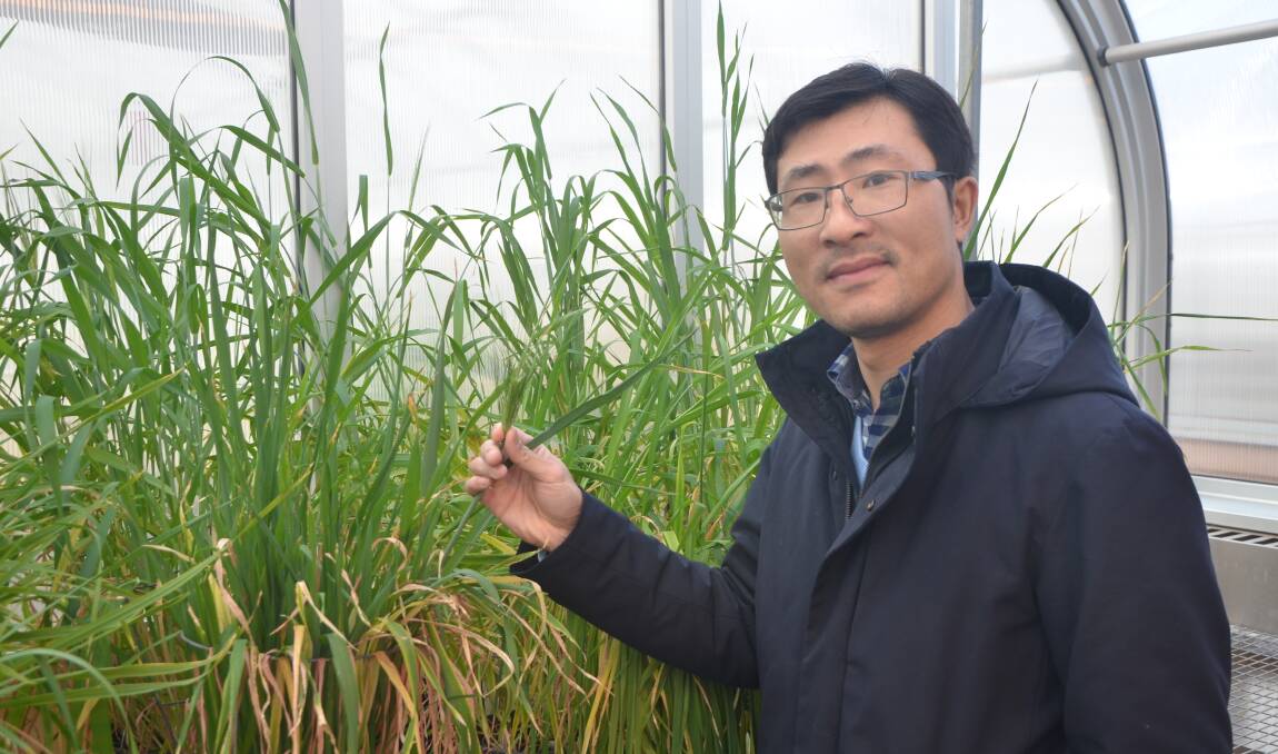 INSIGHTS: University of Adelaide's Dr Gang Li has been involved in research examining the role of a barley protein on plant development.
