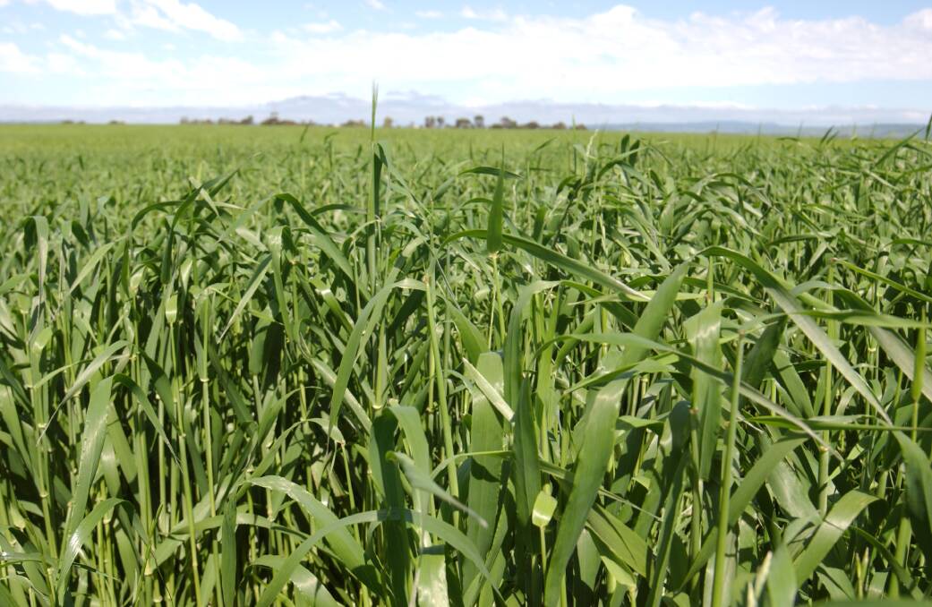 Australia's barley stakeholders are musing over where this year's production will be sold.

