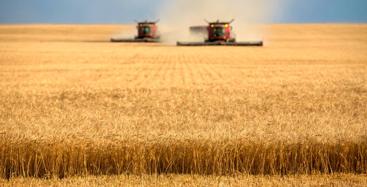 Wheat and canola values have been firming as the year progresses and, although NSW growers have taken some cover along the way, their resilience under expected heavy harvest selling pressure will be the next test.