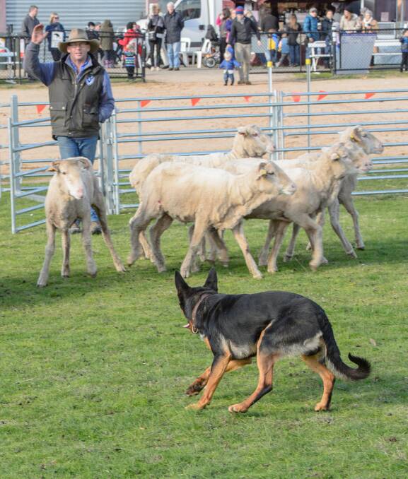 In perfect step: Smooth sheep flow is key to a successful event. And competition judge Rod Cavill will be right onto it as he casts his expert eye.