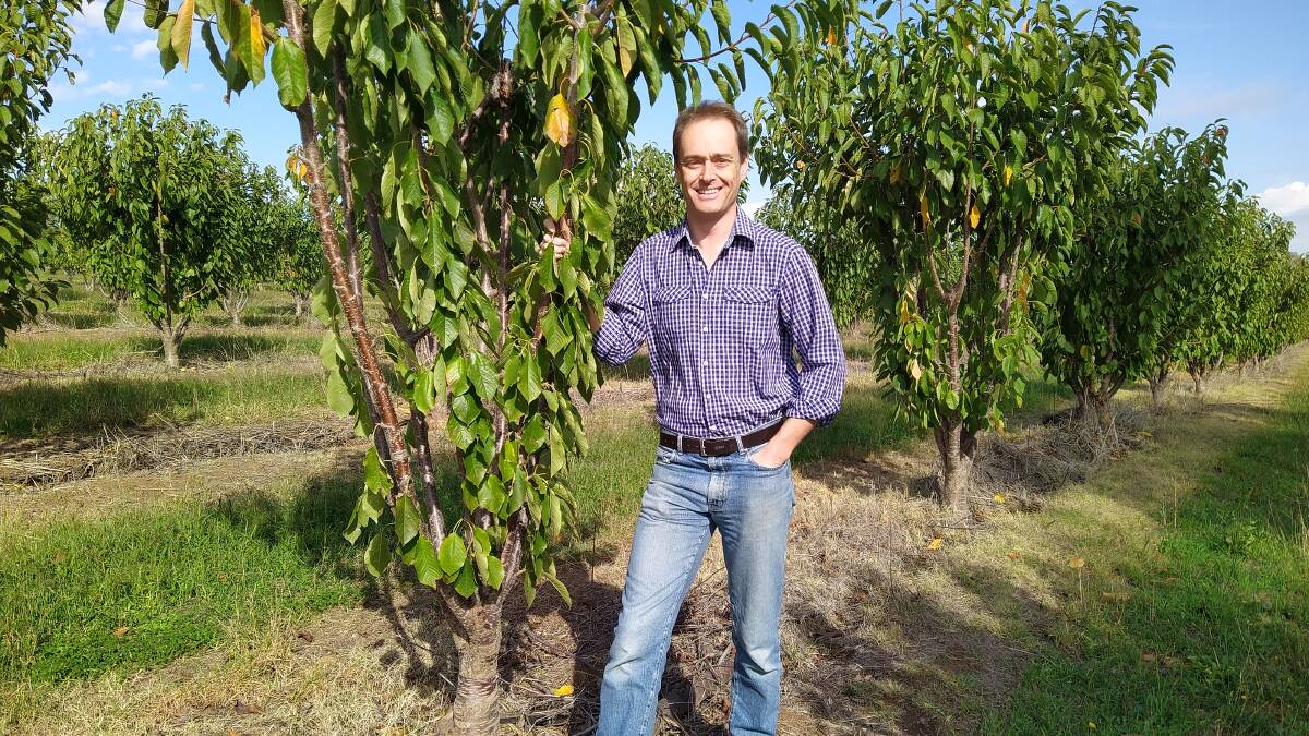 BIG HARVEST AHEAD: Cherry Growers Association president and Young grower Tom Eastlake has been working on facilitating new pickers this harvest. Picture: The Young Witness