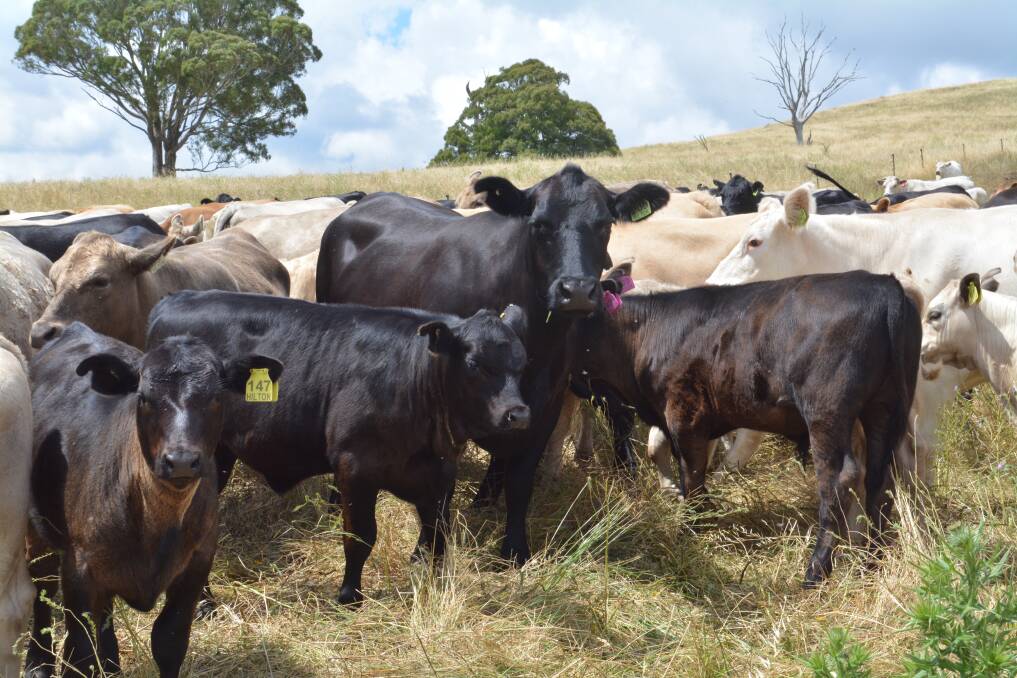 QUALITY GENETICS: Breeders with August and September drop calves. The Rowland family started using Circle 8 genetics after a recommendation from agent Michael Anderson.
