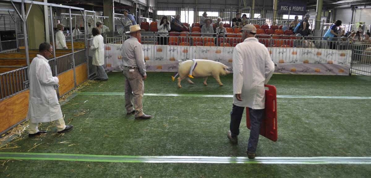 Richard Cole (with red board) walks towards Riverglen Princess G77, Best Pig in Show.