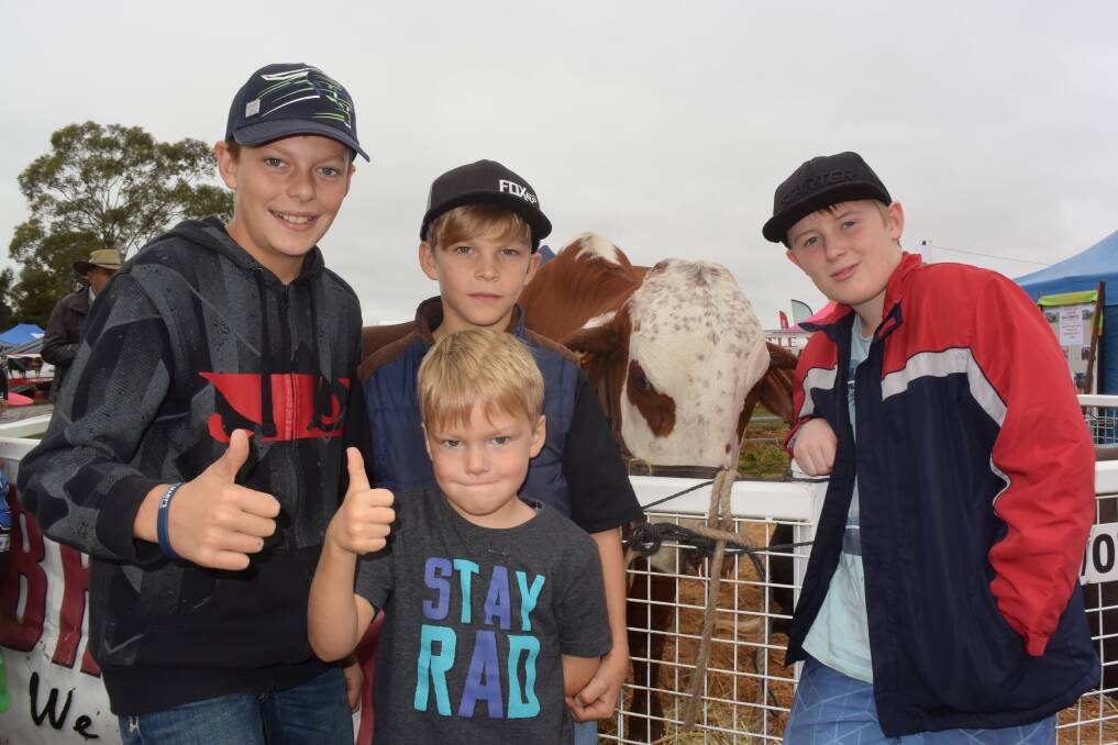 HANDS-ON: Cody, Riley and Jack  Crimmins, Codrington, with Jackson Boland, East Coraki, keep company with Braford cow Lady Brie, from Little Valley Braford stud, Stratheden, at the field days last year.