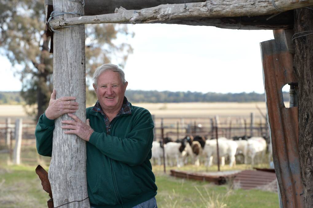 Dorper stud owner Terry Cotter, Gilgandra, says his sheep have helped him through hard times. Photo: Rachael Webb