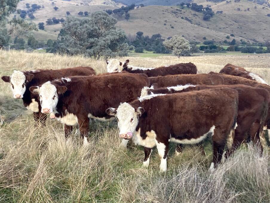 TO MARKET, TO MARKET: Peter and Robyn Sandy's Poll Hereford weaner steers a month before going to market at 400 kilograms on the slopes of Mount Hotham, Victoria.