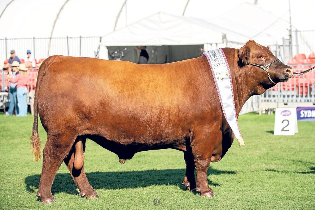WINNER: Tipping the scales at 1212 kilograms, Round-Em-Up The Night P012 was the heaviest bull at the 2021 Sydney Royal Show, taking out supreme exhibit of the breed. Photo: BA Showcase