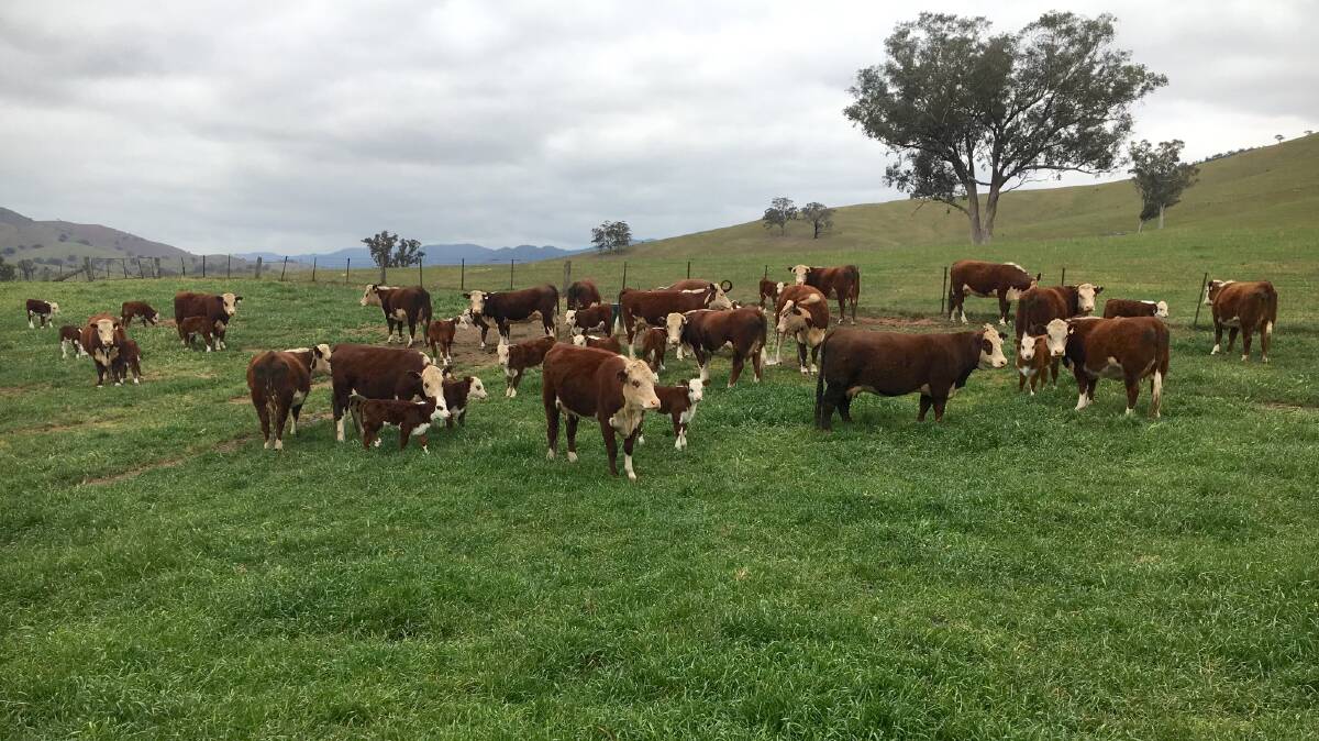 Heifers and calves. Heifers are joined at 14 months old and calve down as two-year-olds.