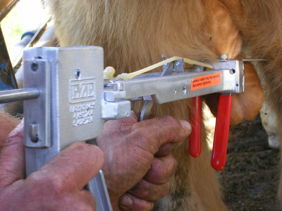 EASY: Taking the knife out of the equation makes castrating easier on both the bull and the operator.