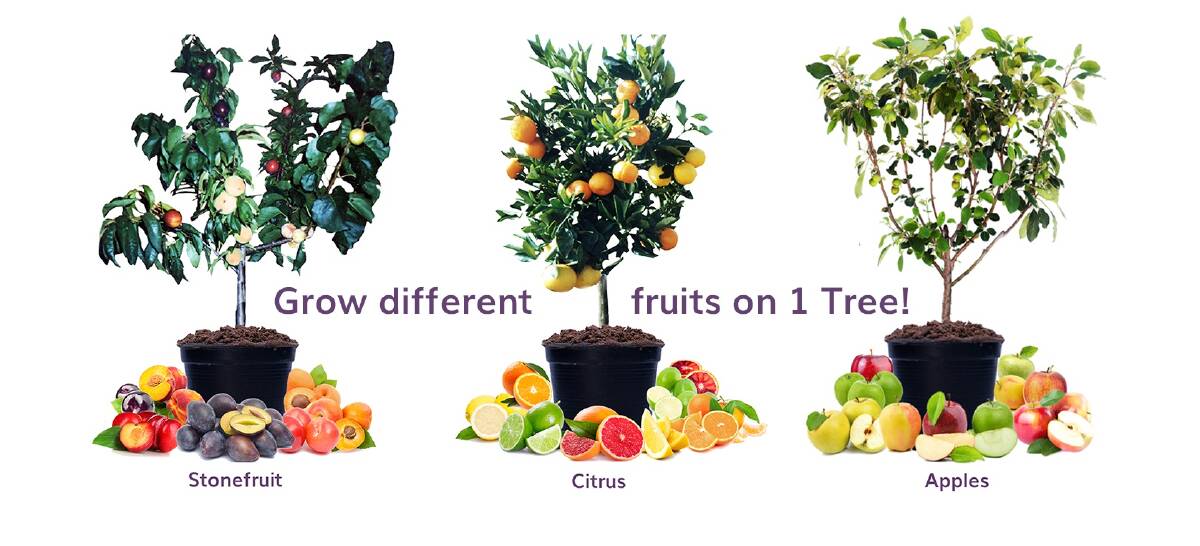 Como cuidar de uma árvore de salada de frutas