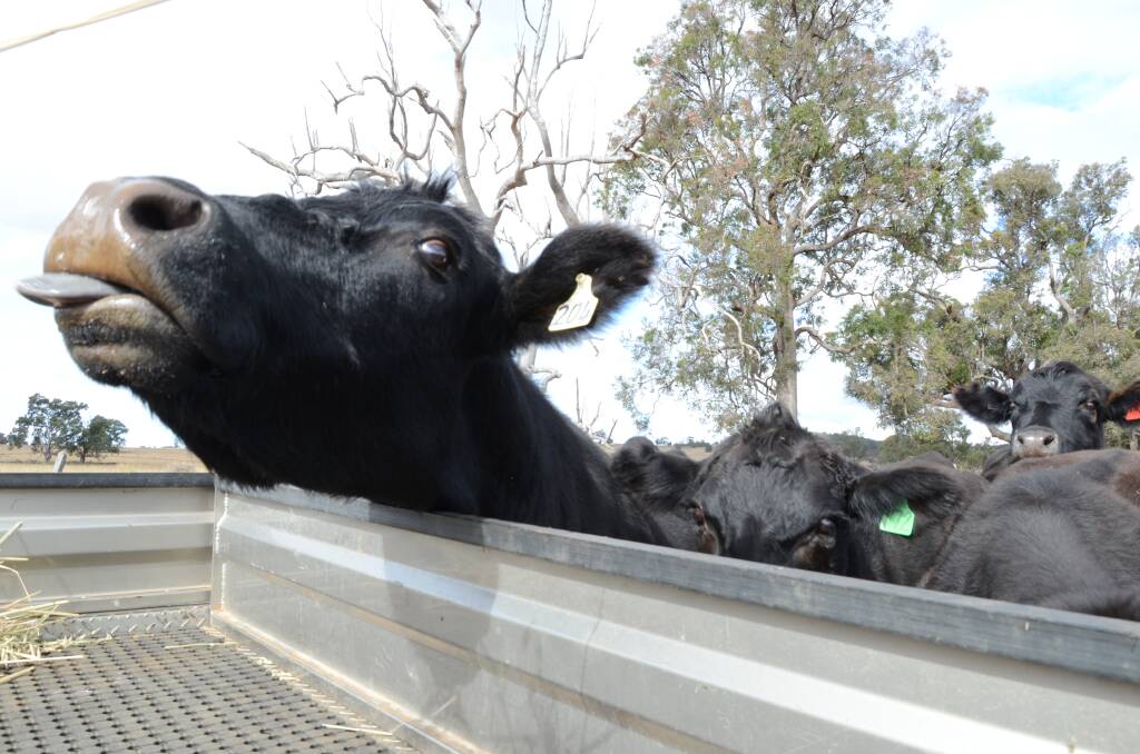 BIOSECURITY: Livestock producers are urged to follow the new rules about enacting a Biosecurity Plan, and not stick their neck out.