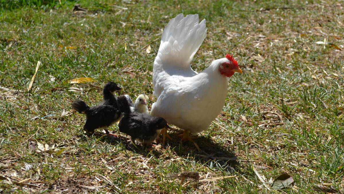 MOTHER HEN: A Japanese Bantam with her chicks. The breed is a hit with the children.