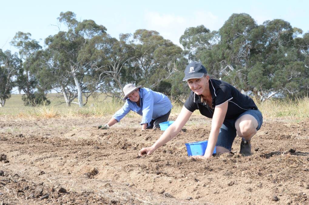 GROWING NEED: Cathy Owen and Jenny Daniher, Garlicious Grown, Braidwood, plant white flesh garlic. This year they will grow about 6000 bulbs.  Photo: Rachael Webb