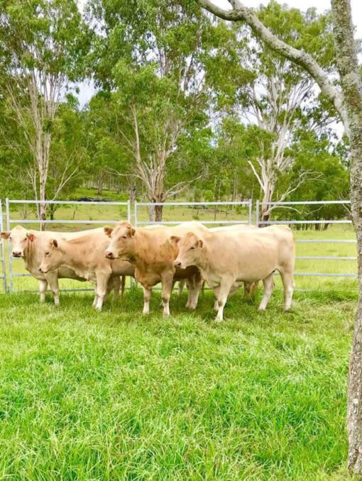 MAIN EVENT: The Charolais Society of Australia celebrates 50 years of the breed in Australia by hosting the World Charolais Congress in 2020.