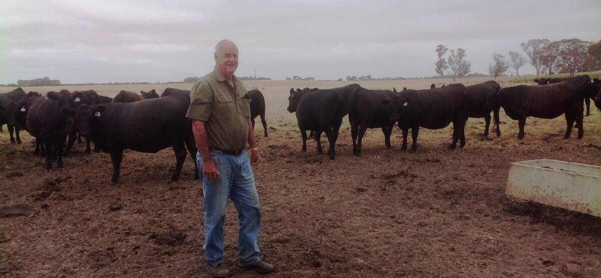BEEF BREEDER: Kevin Beare, Evandale, Kingston with 20-month-old heifers, which he joins over six weeks, starting in May. 