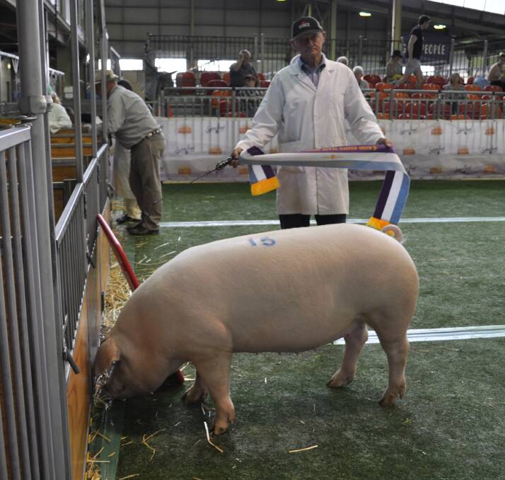 PRETTY IN PINK: Richard Cole with Riverglen Princess G77, Best Pig in Show.